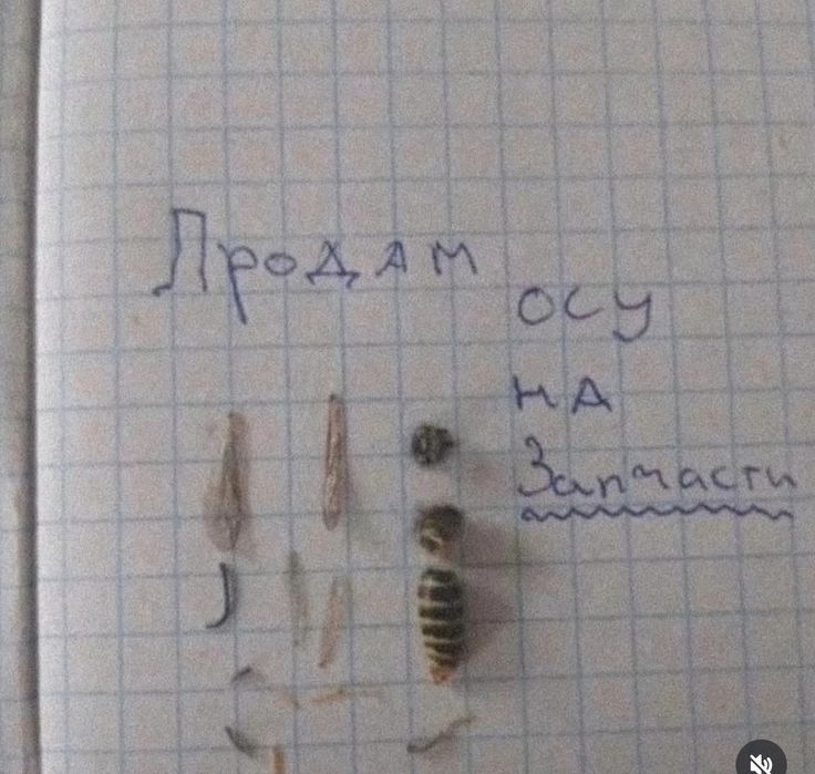 Срочно продам Осу !