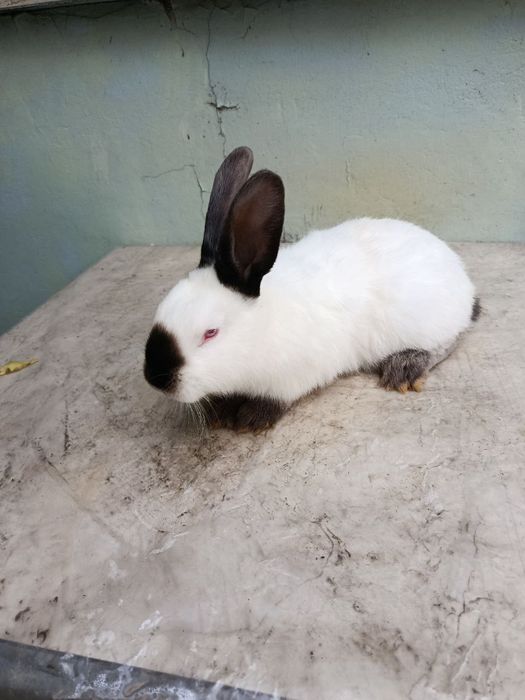 Продаются Кролики породы Калифорния!