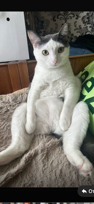 Отдам кошку в хорошие руки