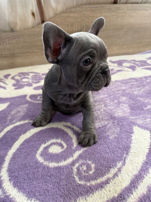 Френски булдог blue ten