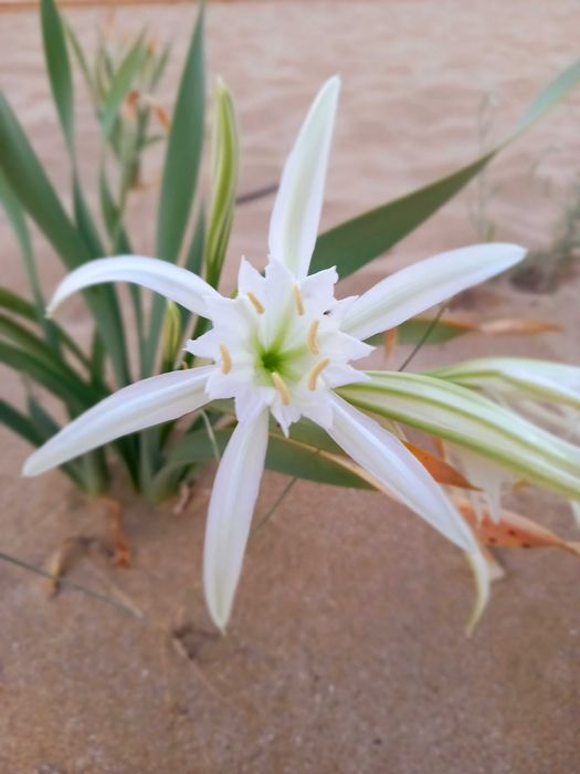 Каравана Съни2(Съншайн)