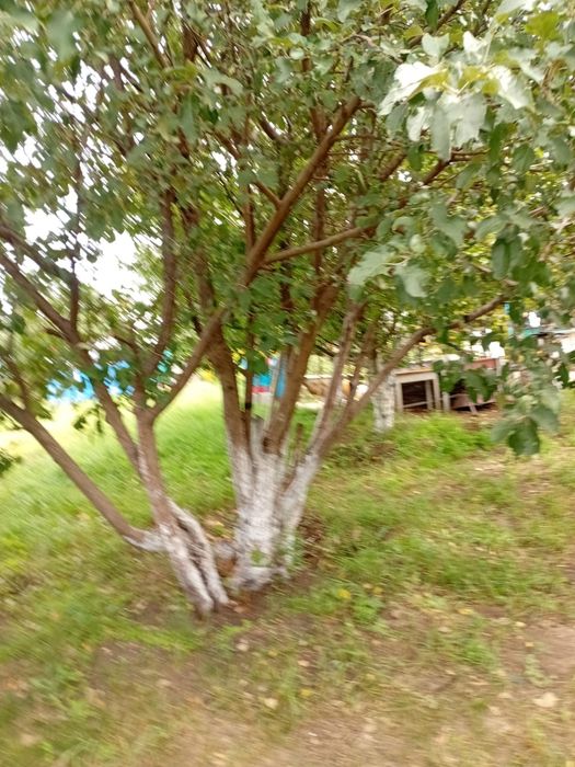 Продам дачу садовый кооператив Природа