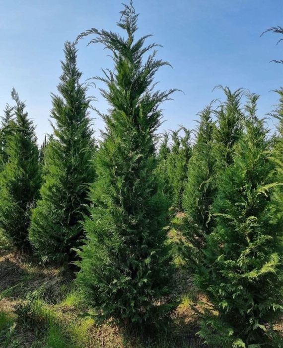 Avem leylandii pepeniera proprie oferim facutura garantie livram oriunde in tara