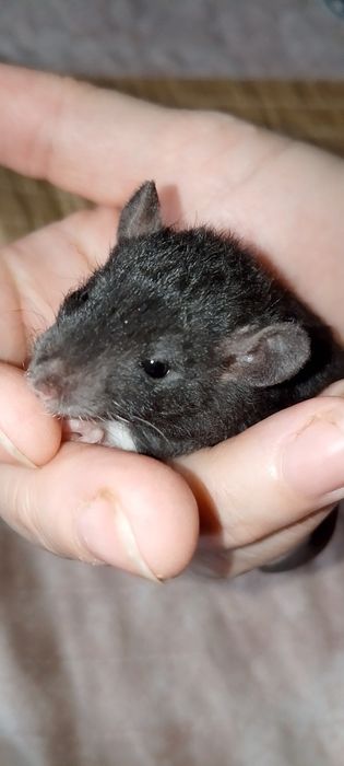 Крысята Дамбо Рекс