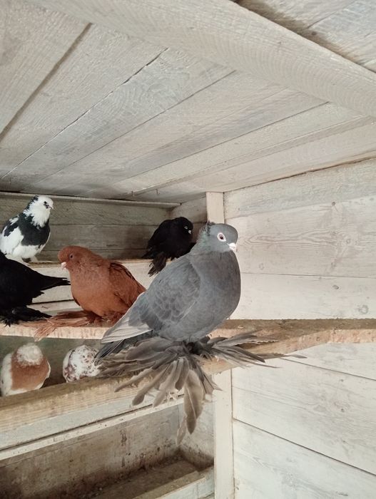 Голуби голуби голуби