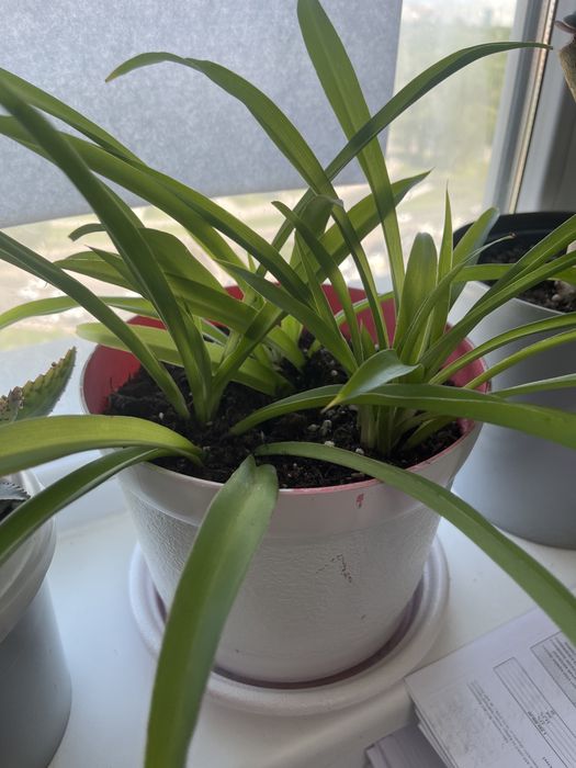 Хлорофитум, колеус