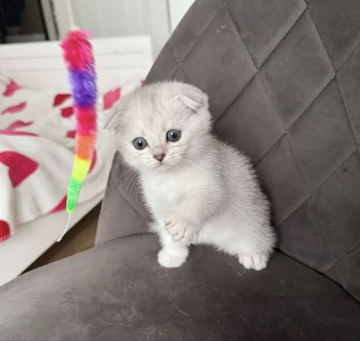 Шотланский вислоухий котенок