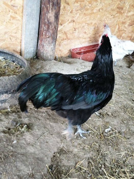 Cocosi Australorp