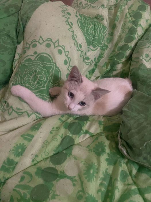 Отдам котенка бесплатно