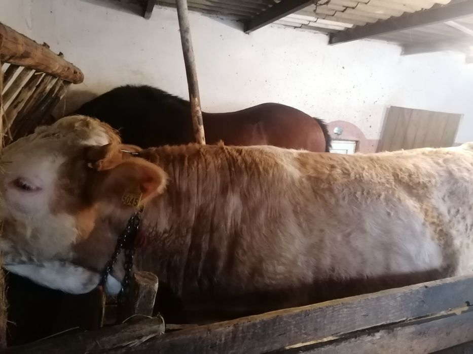 De vânzare juninca gestanta