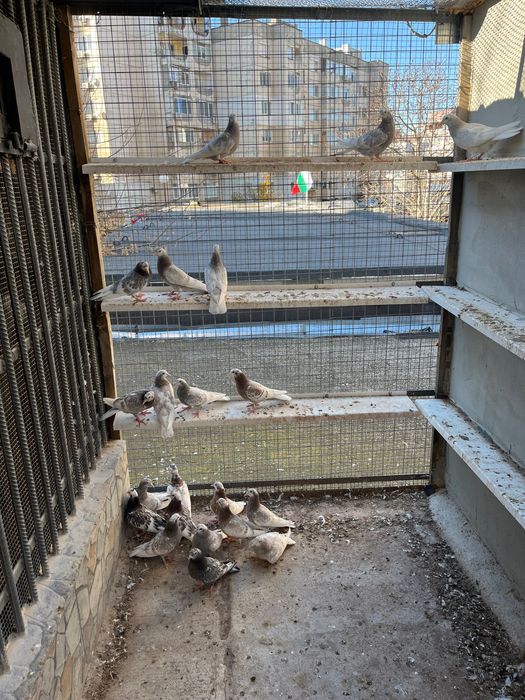 Пазарджишки високолетци