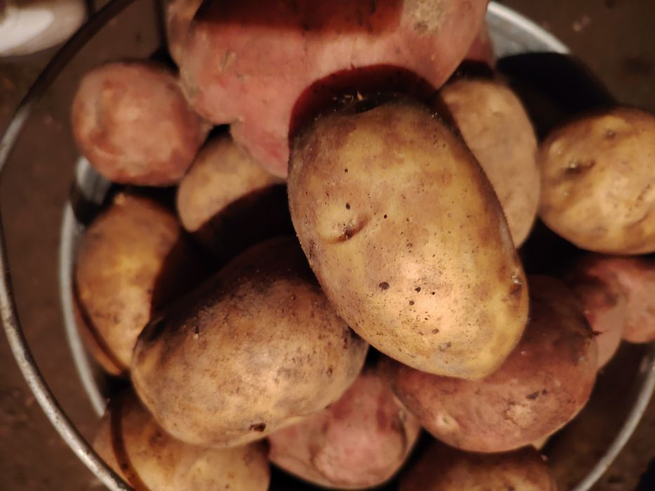 Дачный картофель