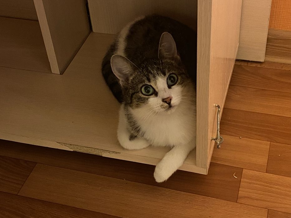 Пристраивается котенок