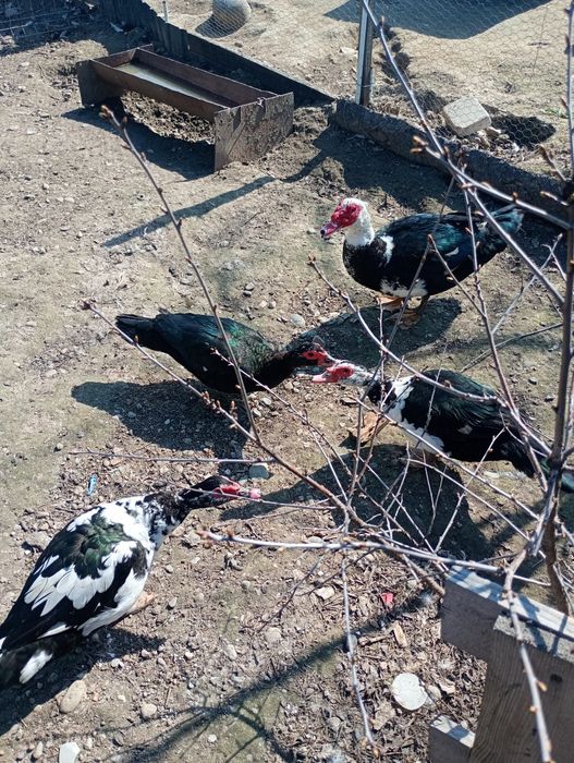 Familie rate mute 3+1