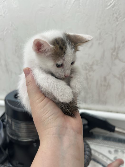 Отдам в добрые руки котят.