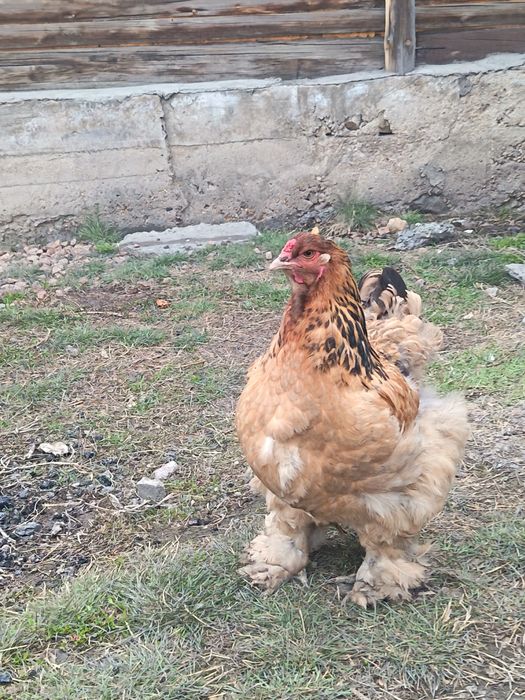 Инкубационный яицо