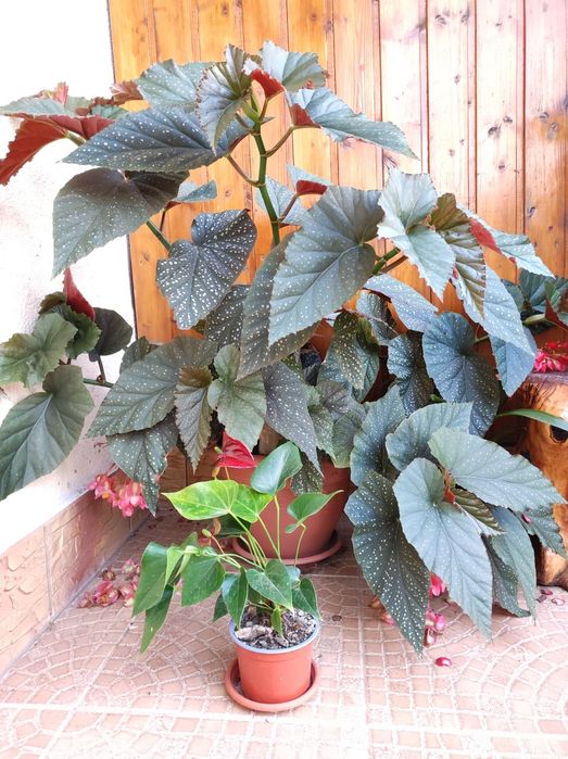 Flori  în Bârlad, Begonia Maculata
