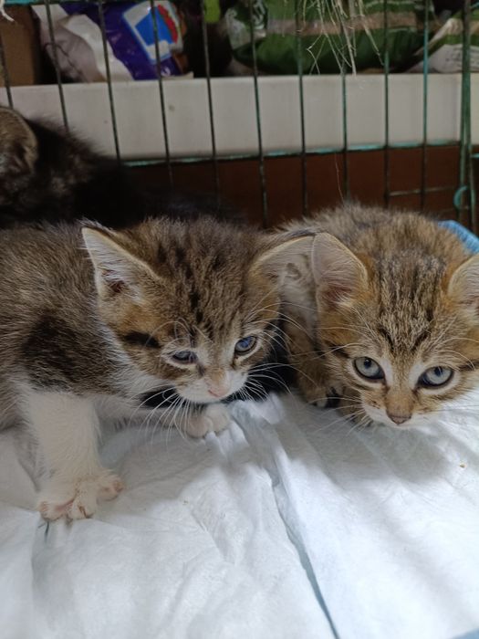 Котята в хорошие руки