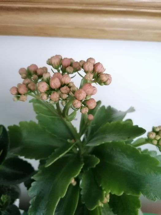 Продам Декоративное Каланхое