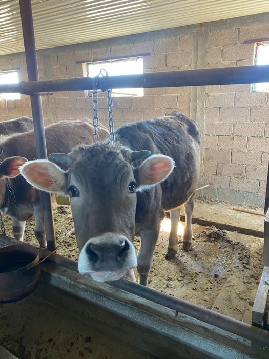 Продается телочки годовалые