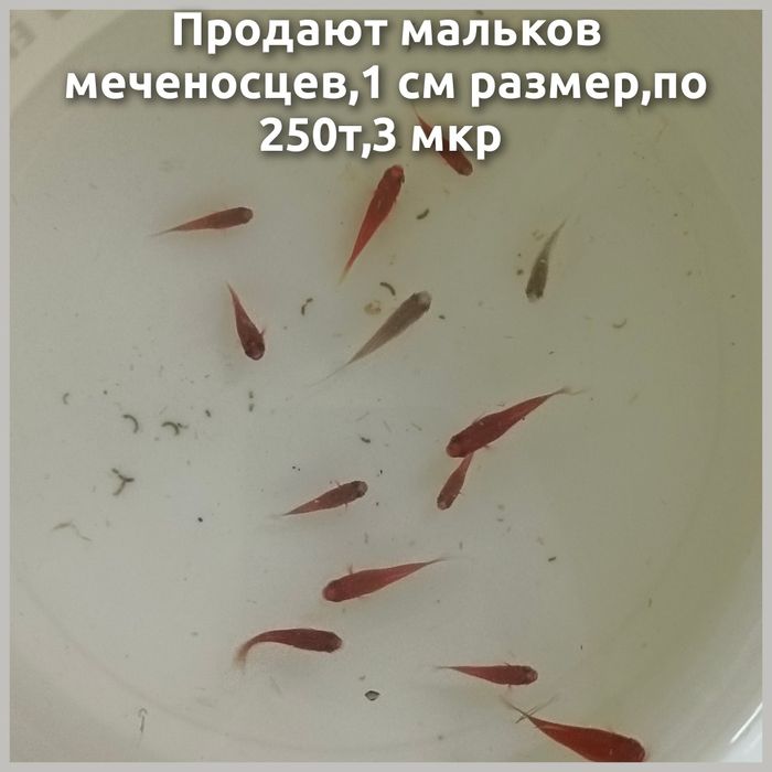 Продают мальков меченосцев