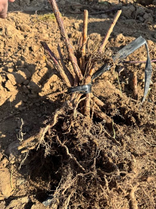 саженцы малины из польши сорт делнива. малина кучатлари делнива нави