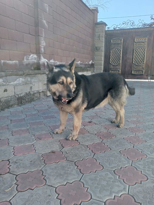 Хороший мальчик ищет дом!