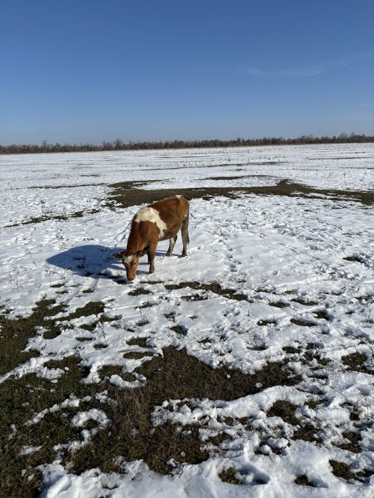 Продам телку