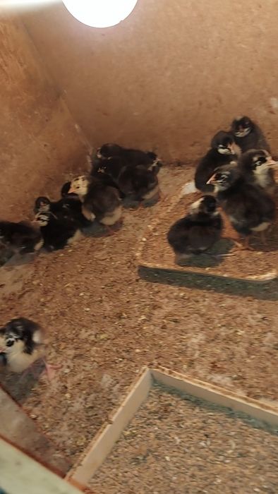 Колдын жумырткасы