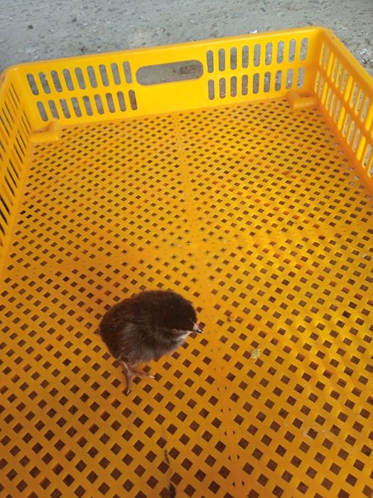 Уй товуги жужалари