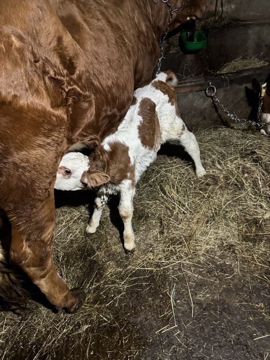 Vițea Bălțată 10 zile