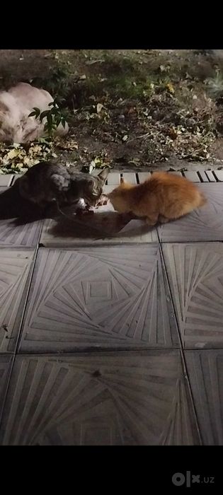 Отдадим котят,добрым и порядочным людям