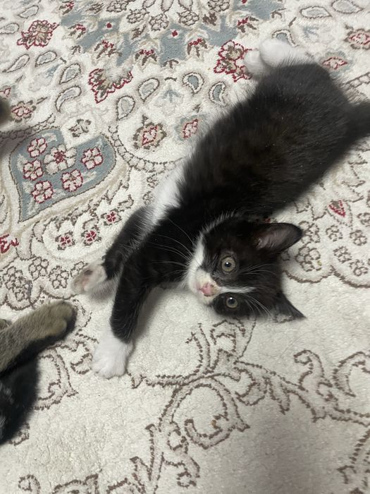 Отдам котенка  (бесплатно )