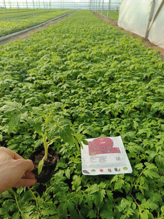 Pink paradays pamidor kochat