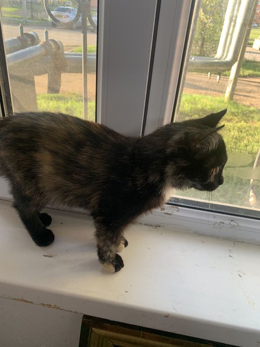 Отдам котенка в добрые руки