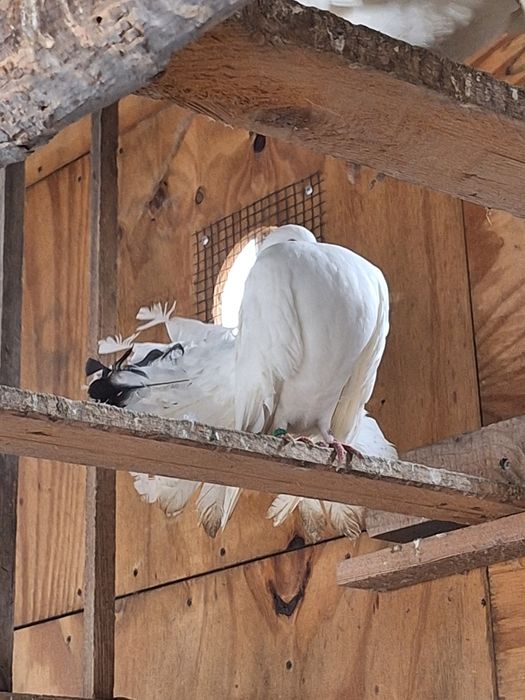 Porumbei rotați/curcani