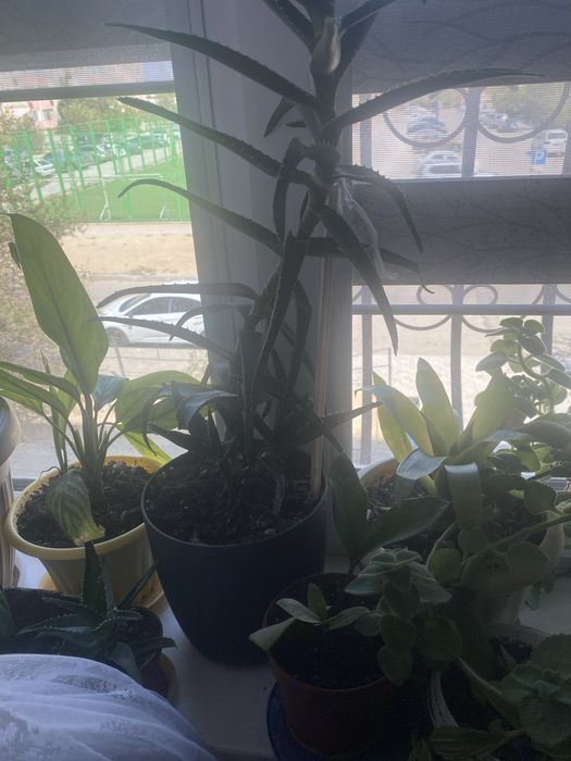 Комнатные растения