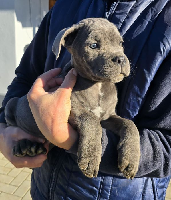 Cane corso de vanzare