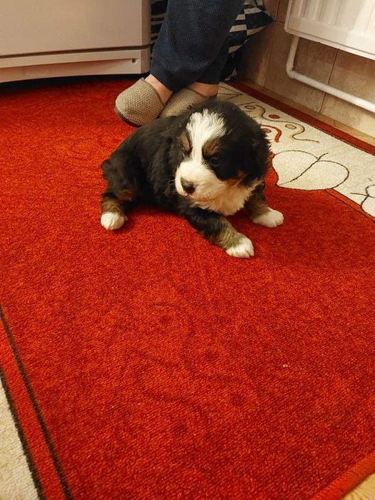 Cățeluși frumoși