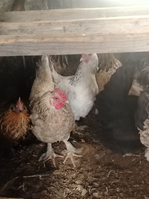 Продам домашные куры