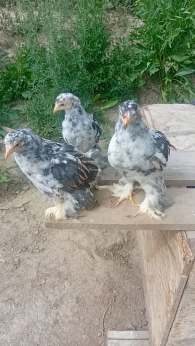 De vânzare puișori brahma porțelan