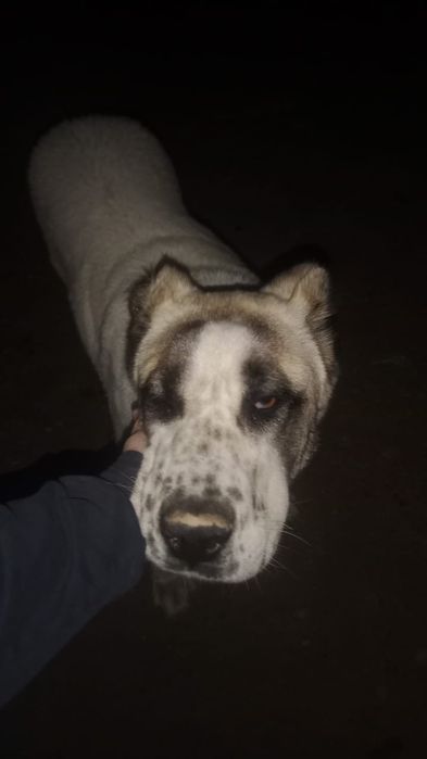 Алабай қабаған емес