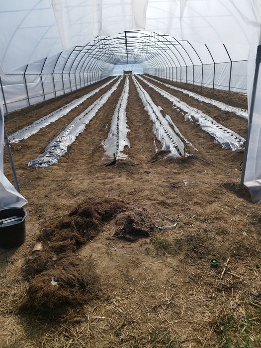 solare legume 60 ron