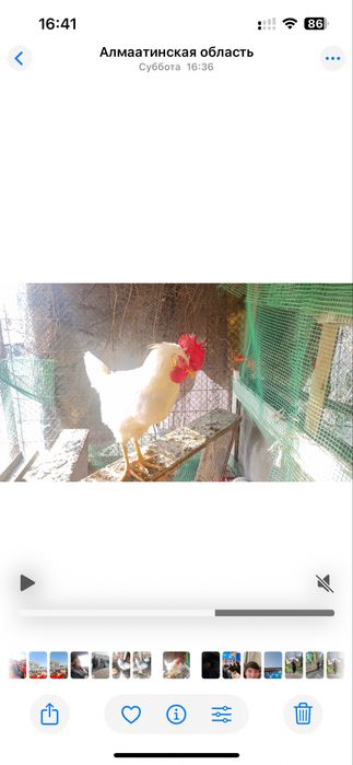 Петух белый