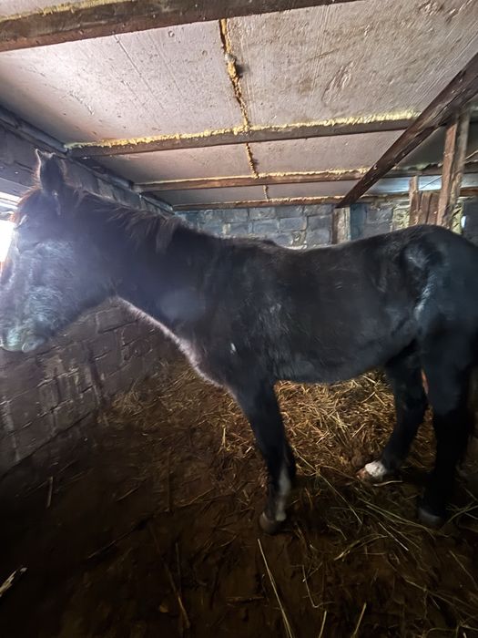 Байтал сатам 2 жасар