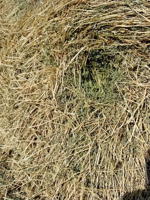 Vand baloti de lucerna