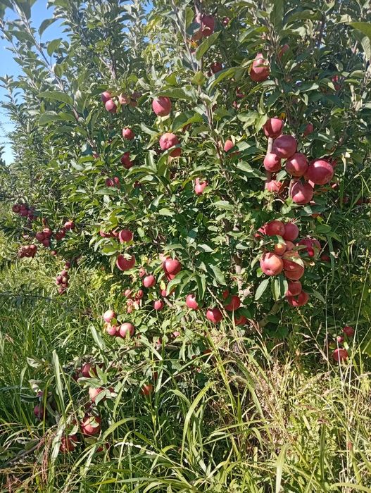 Яблоки продам звоните пишите на номер