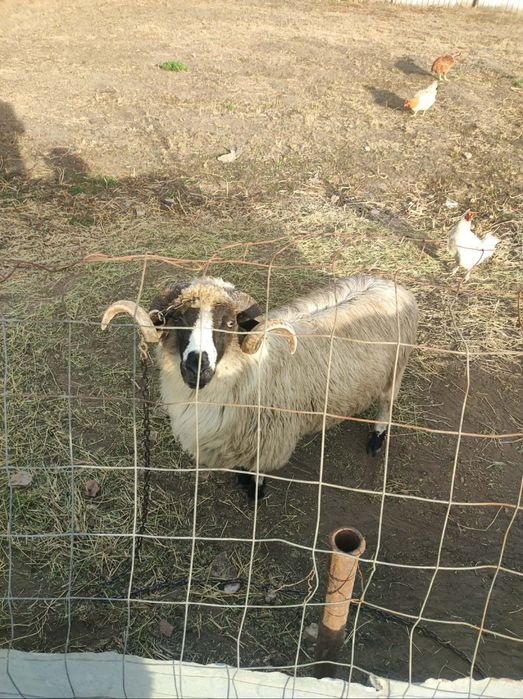 De vânzare berbec și 2 căței de întors oile învățați