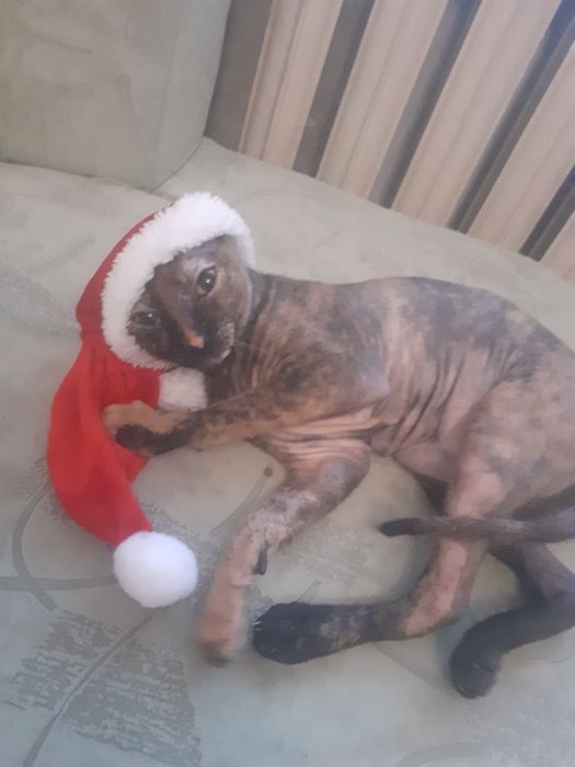 Кошка свинкс для вязки