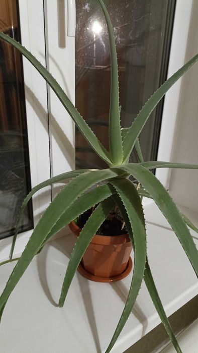 Продам комнатное растение  алоэ.